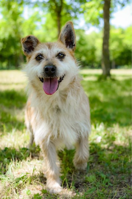 Karmin rudy szorstki piesek do adopcji