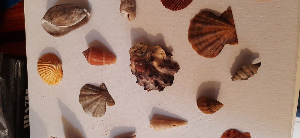 Conchas búzios decoração