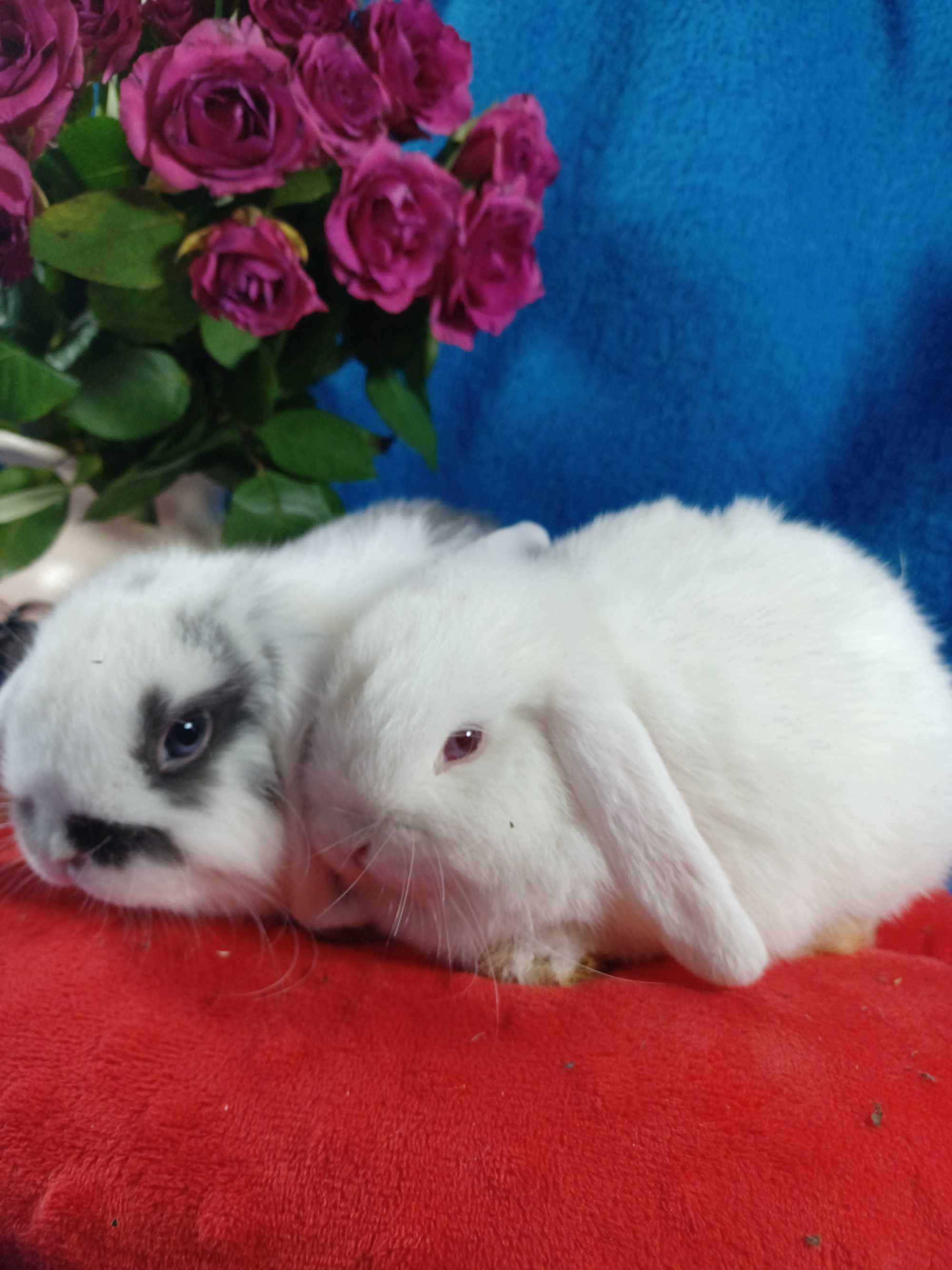 Mini Lop z hodowli Polskie -Jabłuszko PL.