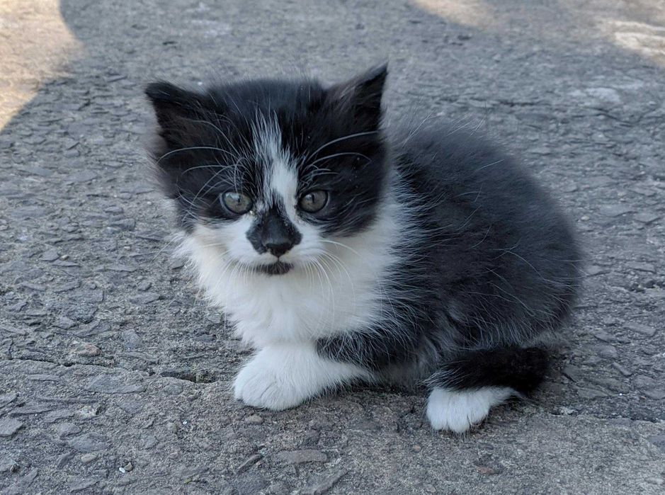 Кошенята, котики, цікава суміш британця, два місяці