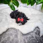 **FENOMENALNA**czarna MINI dziewczynka Black Yorkshire Terrier UNIKAT