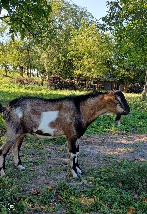 Коза, добра газонокосилка для подвір'я, товариська, трансгендерна.