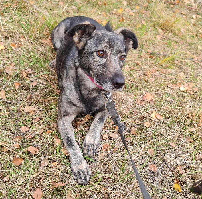 Daisy potrzebuje domu, aby mogła wreszcie normalnie żyć.