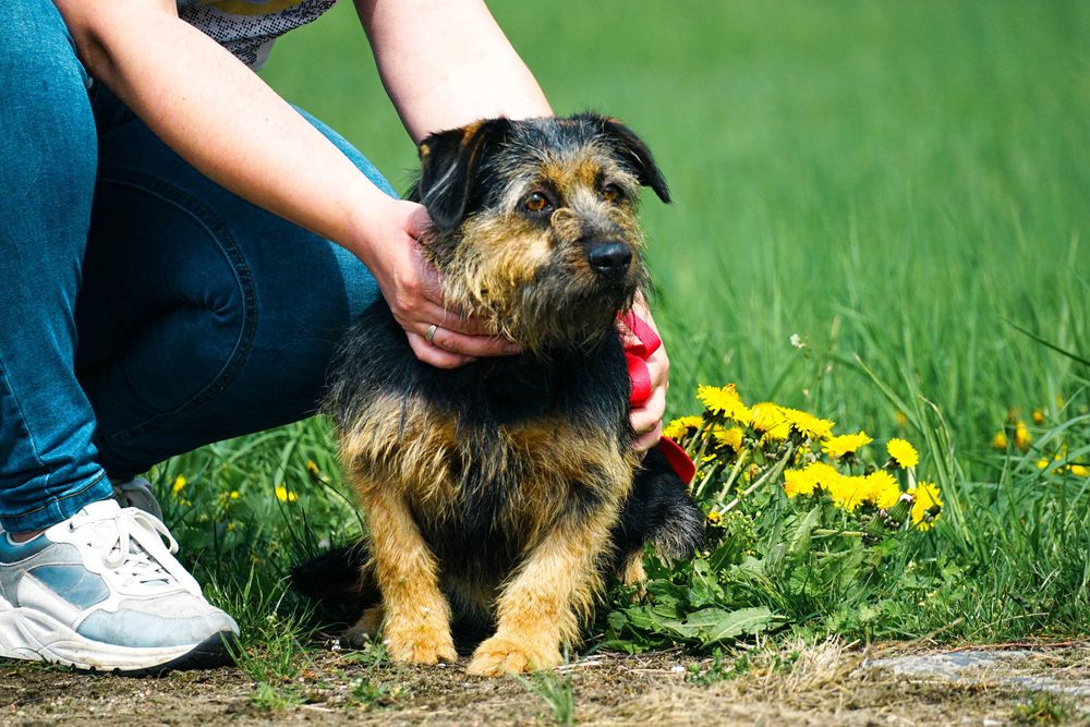 LASTKA - śliczna, niewielka, szorstkowłosa sunia