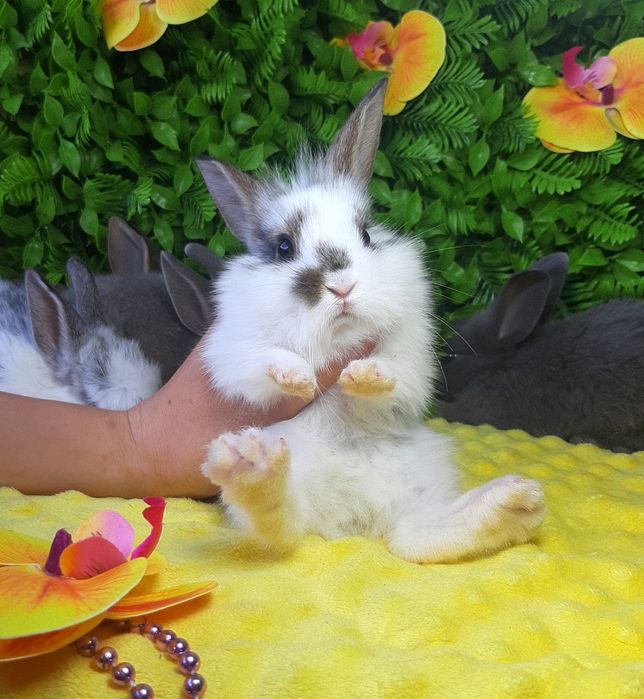 Карликовый мини кролик,карликовий міні,карликові,карликовые