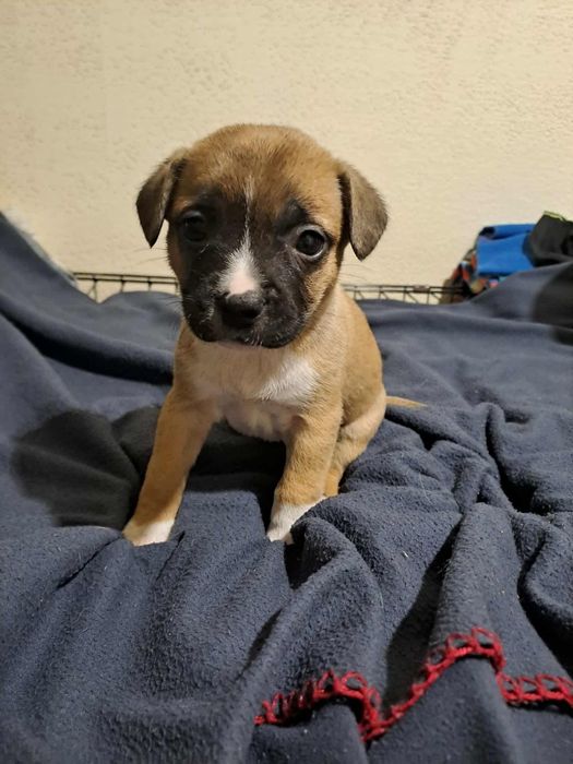 Отдам щенков в хорошие руки