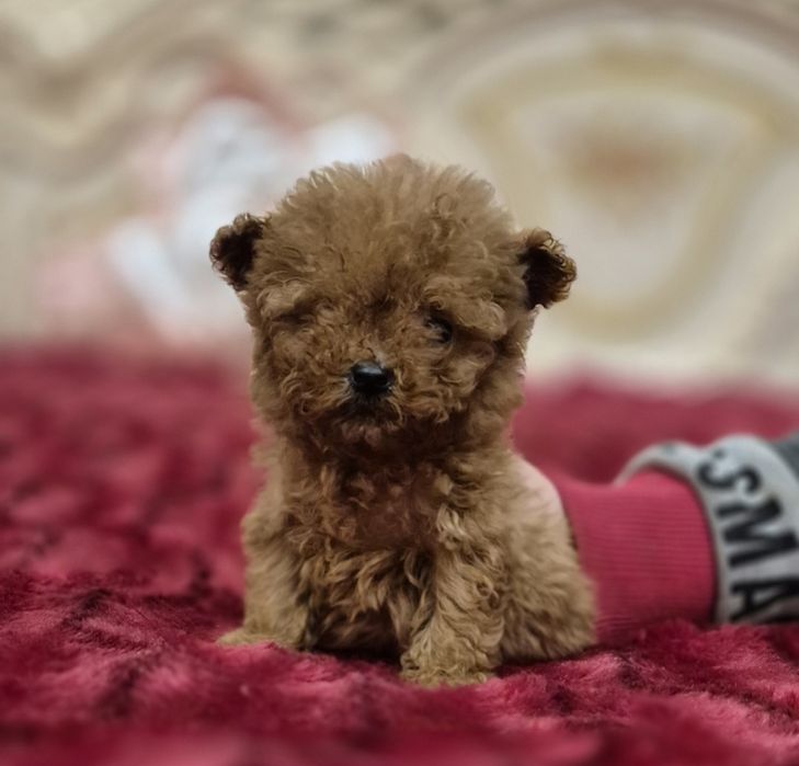 Сказочный малыш той пудель