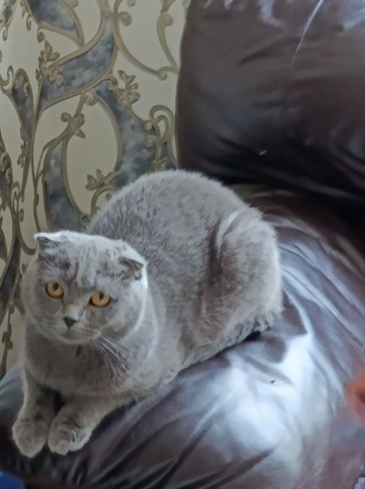 Шукаю британського прямовухого кота для в'язки