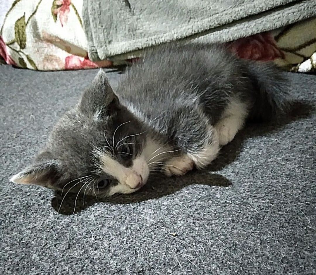 Отдам котят 19 сентября будет 3 мес.