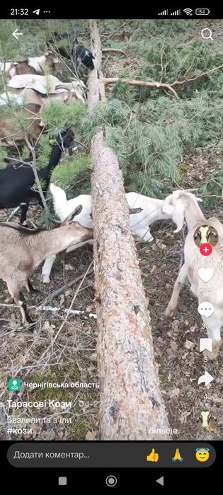 Продам дойниз кіз
