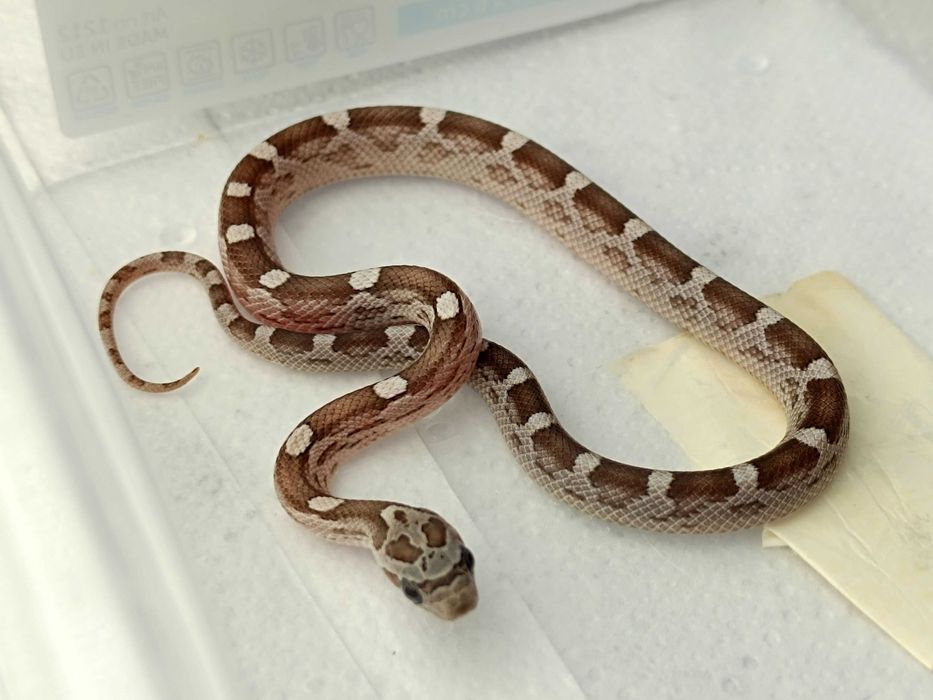 Wąż zbożowy / Granit Masque Motley het Amel/Ultra ph. 66% anery