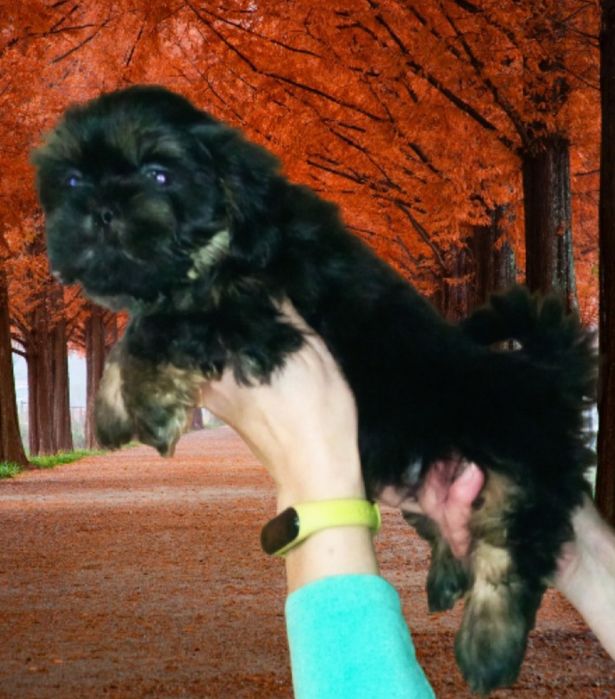 Ши-тцу цуценята хлопчики з документами