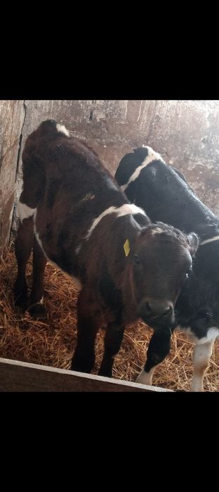 Byczek jałówki cielaki