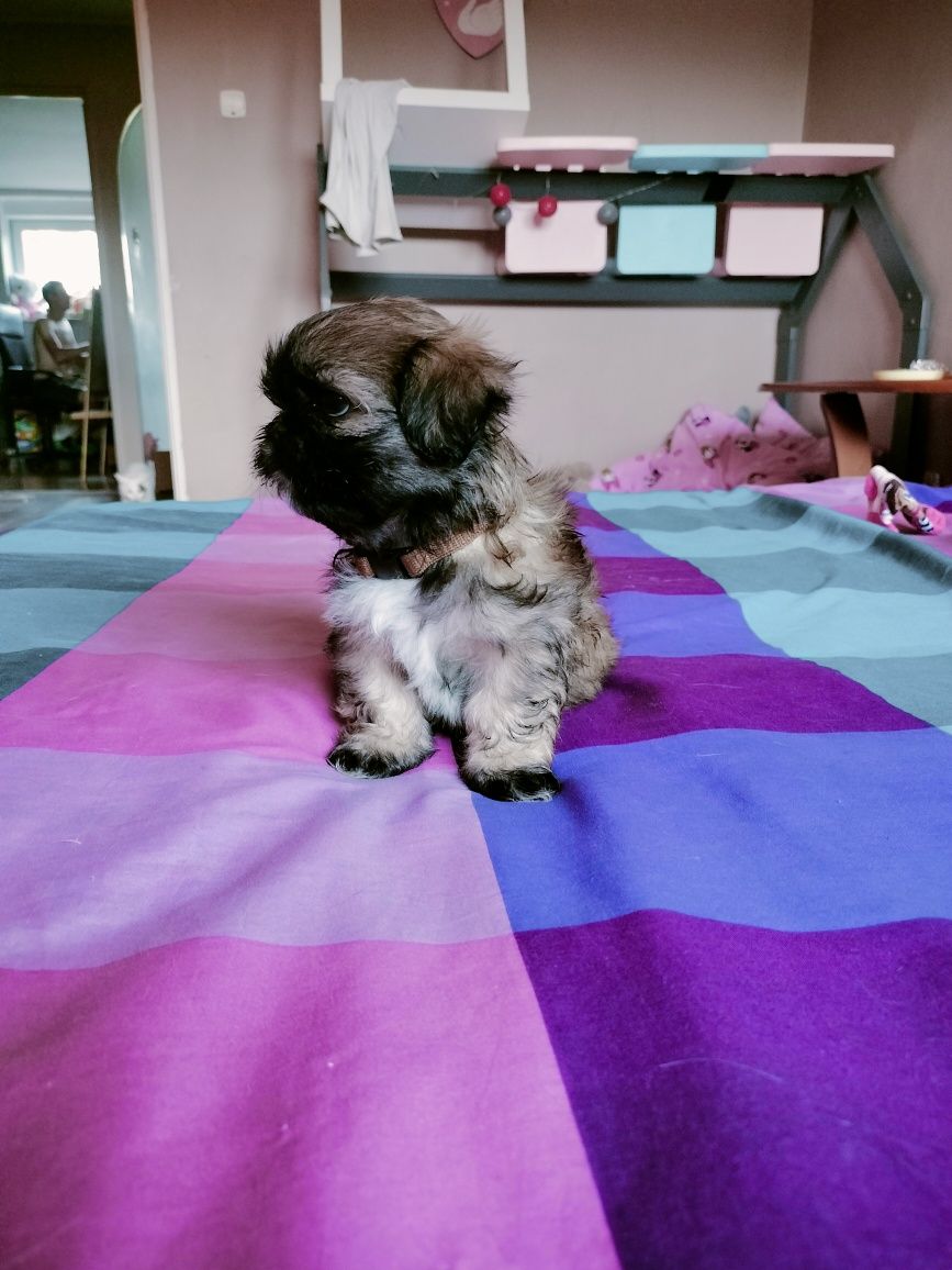 Ostatni piesek shih tzu