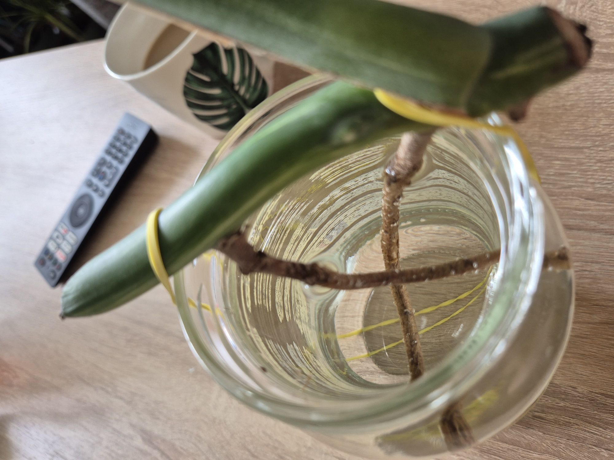 Pędówka nr. 2 monstera variegata