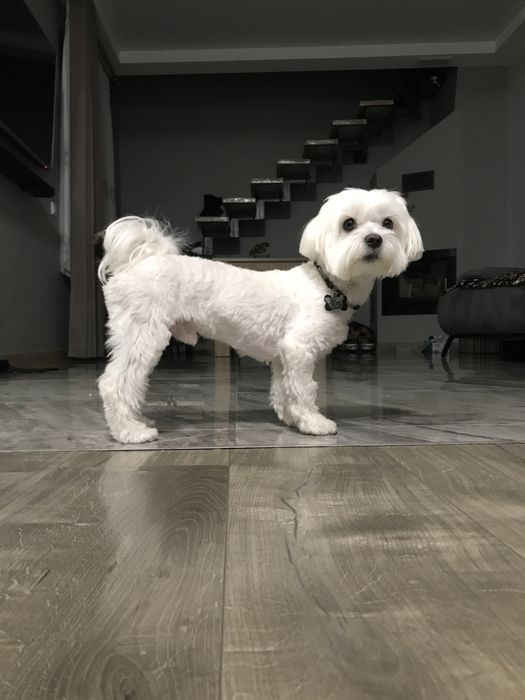 В’язка  МАЛЬТІЙСЬКА болонка