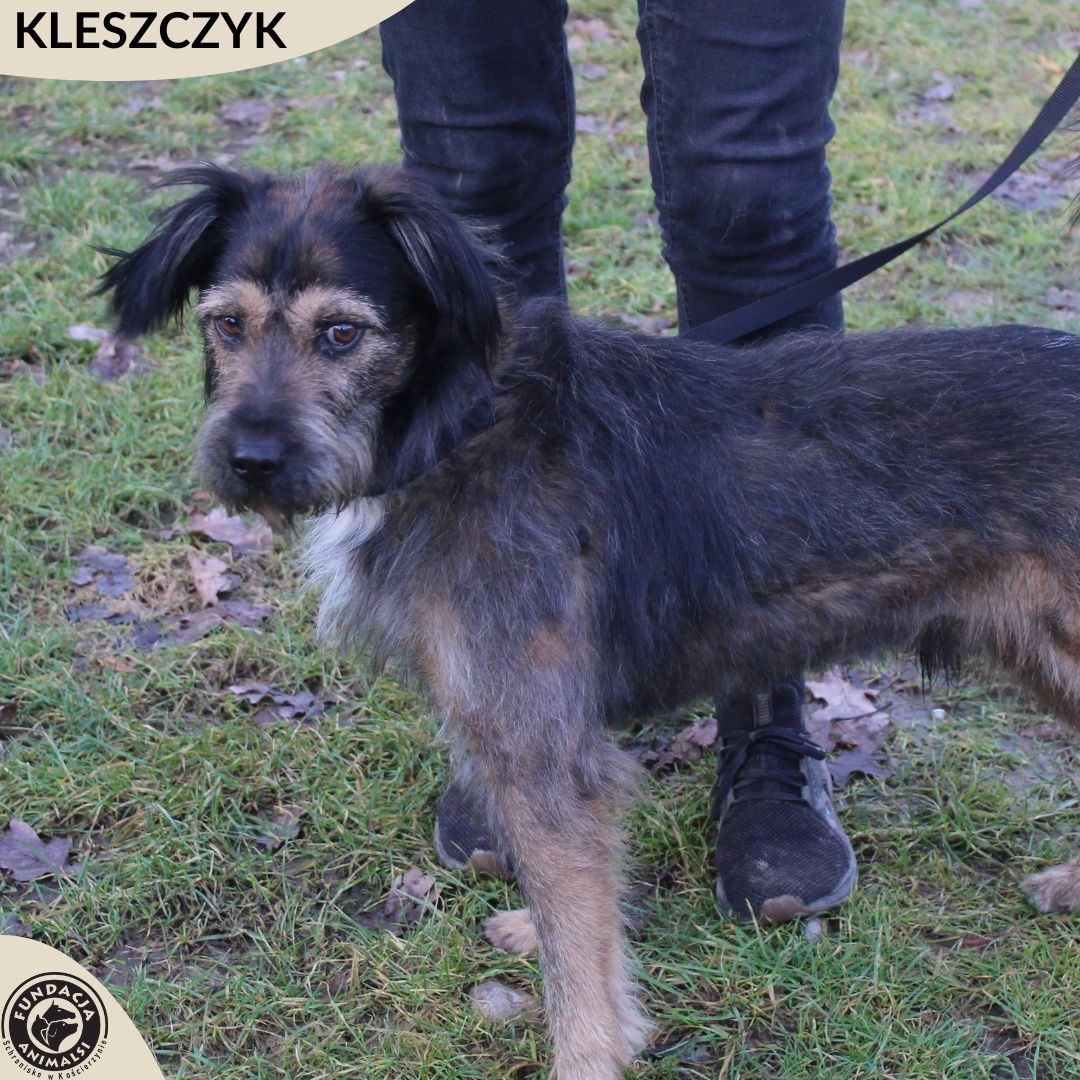 Kleszczyk-pokochaj go.