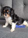 Cavalier piesek nietypowej urody