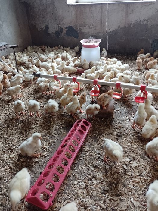 Продам бройлерів (підросток,жива вага,тушка) Комбікорм.