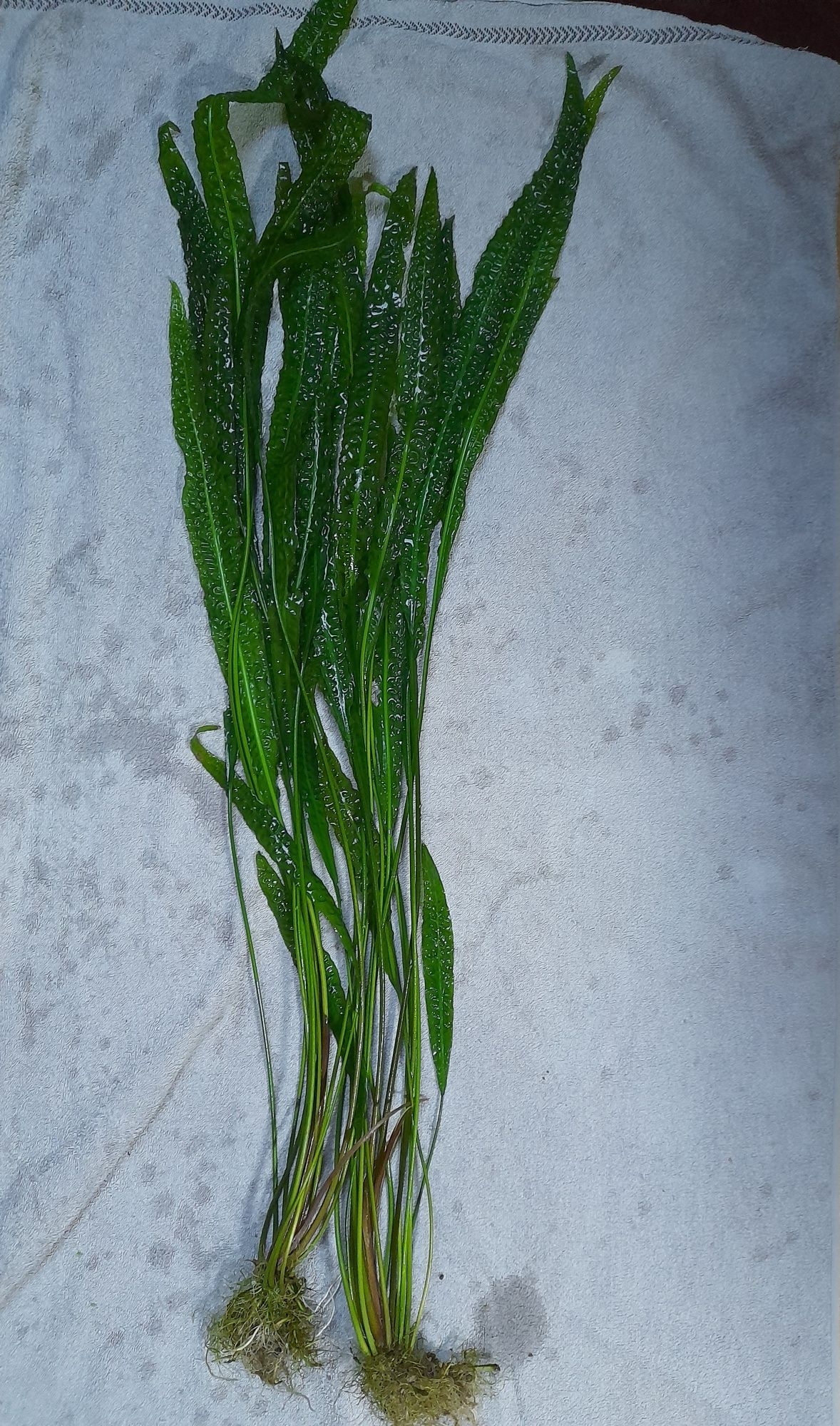 Kryptokoryna karbowana - roślina akwarium