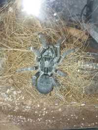 Ceratogyrus darlingi samica + terrarium