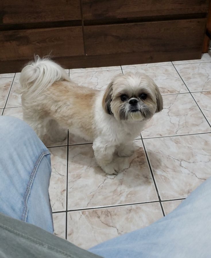 Shih tzu  gotowy do odbioru