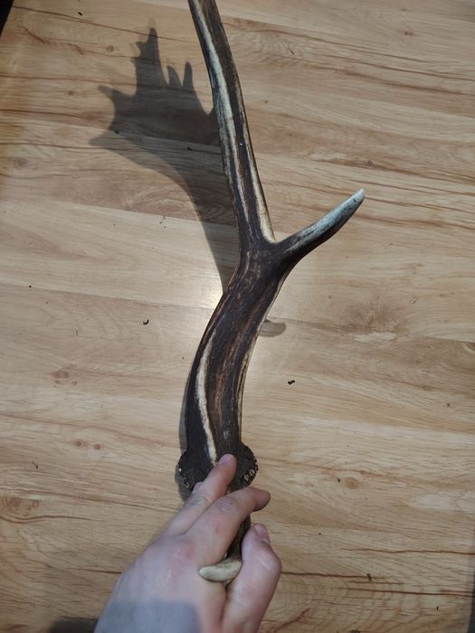 Poroże jelenia zrzuty mylkusy Daniela