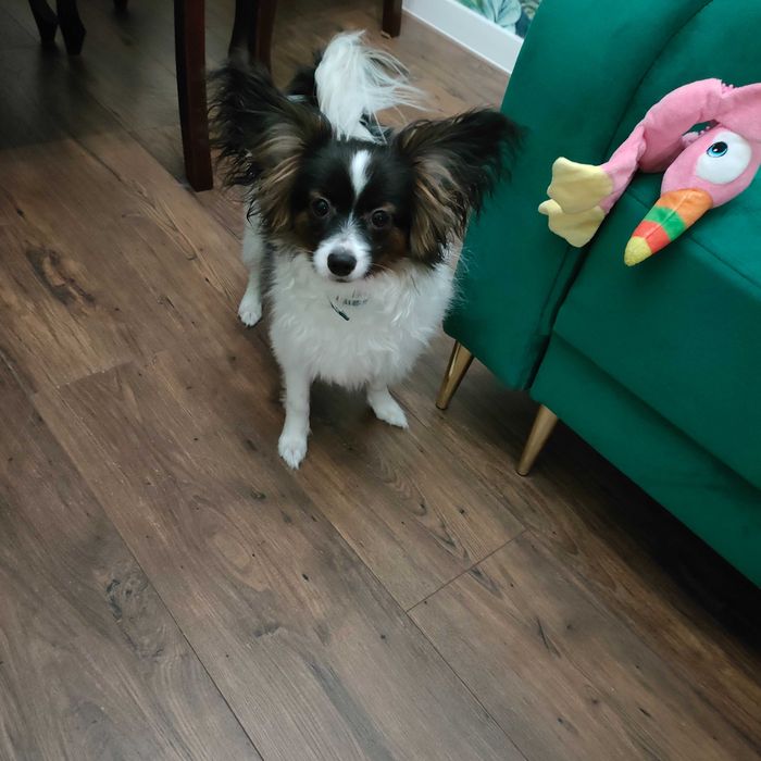 Piesek papillon ZKwP/FCI