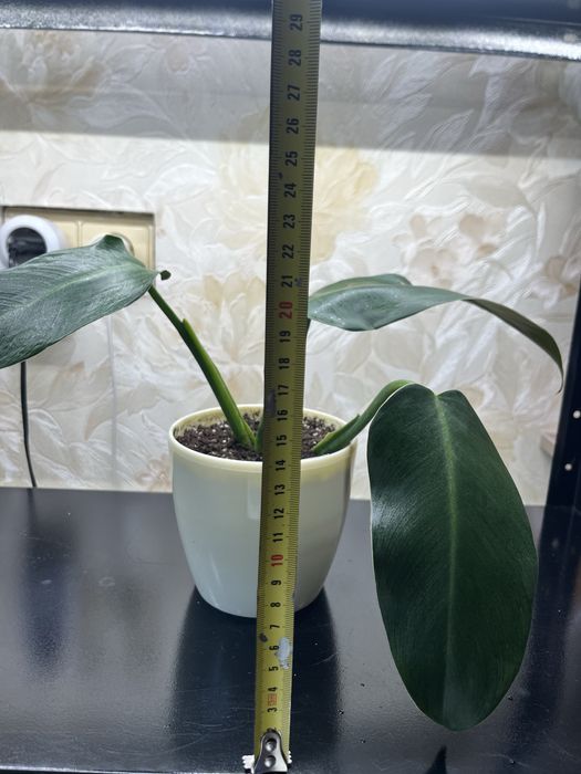 Філодендрон Грін Прінцес (Green Princess)