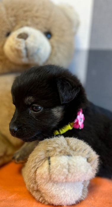 Mela psie dziecko szuka kochającej rodziny