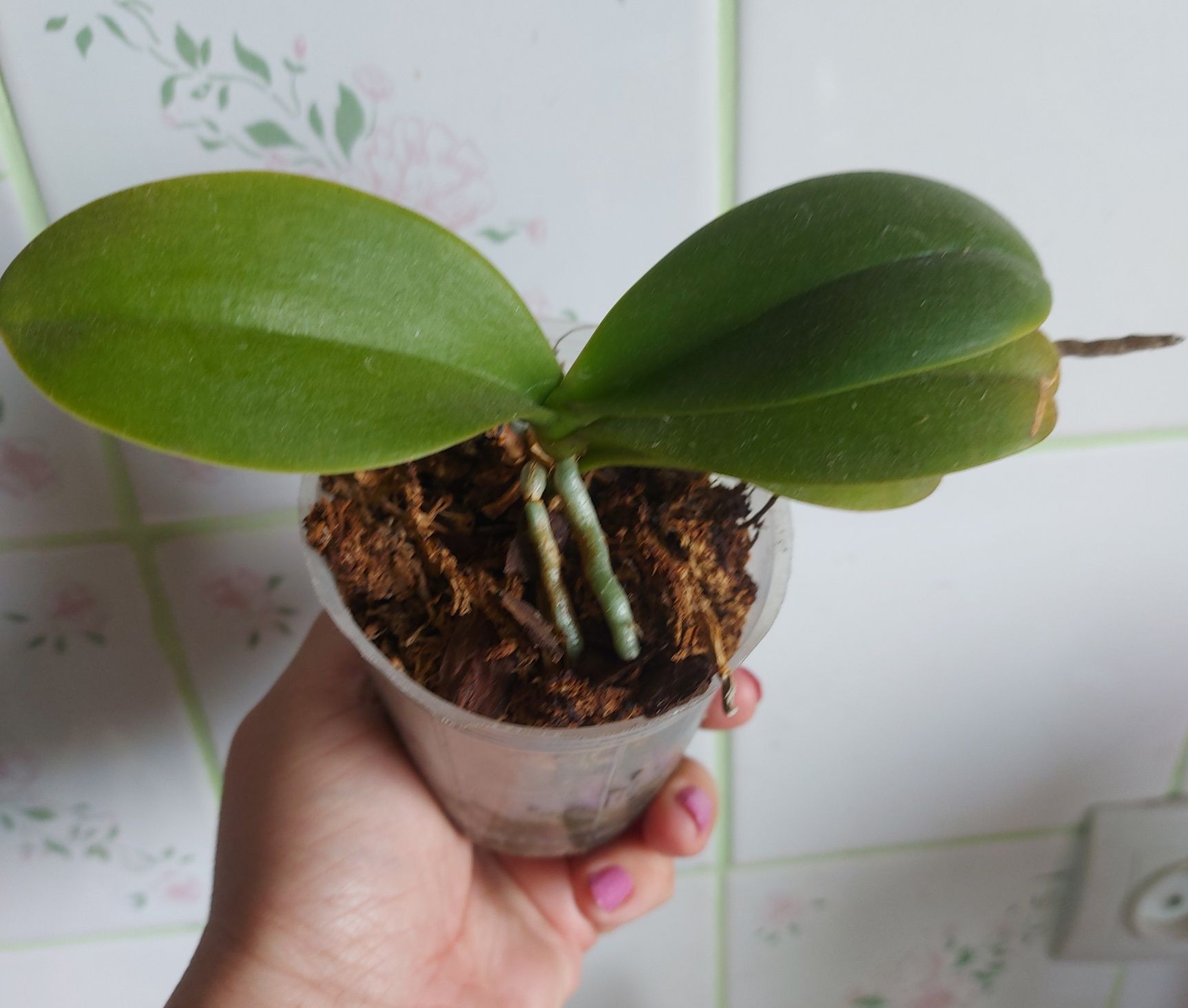 Орхидея  Долматинец