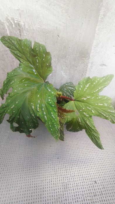 Бегонія akonitifilia,бегонія peltata,бегонія U 168