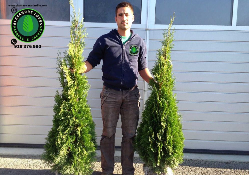 Thuja occidentalis 'Smaragd' 100/125cm para sebe vedação