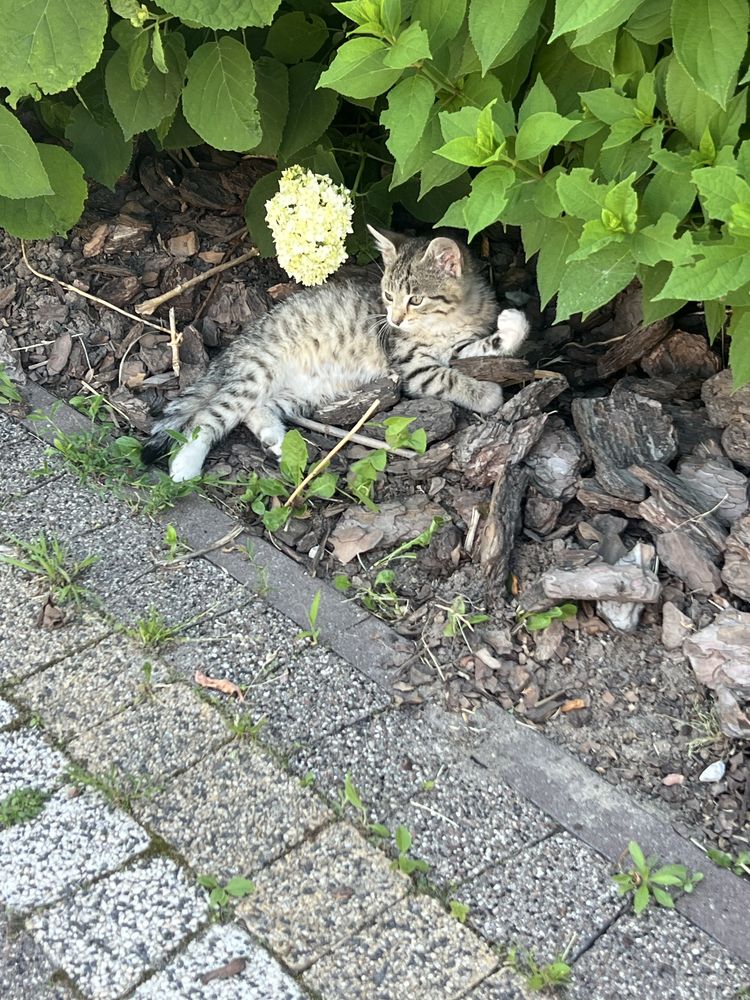 Oddam kotki w dobre ręce