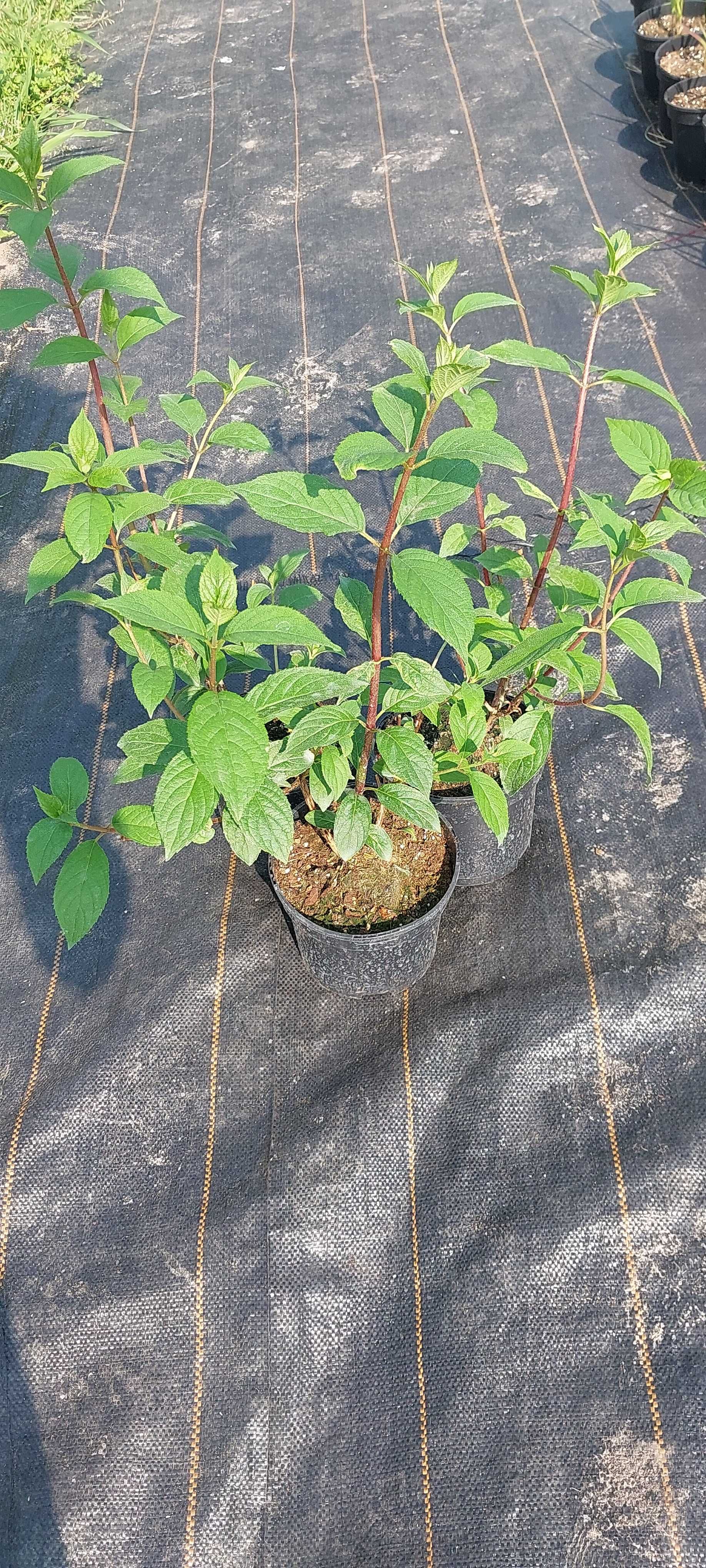 Hortensje Limenligt, Vanilla Frace, Anabelle