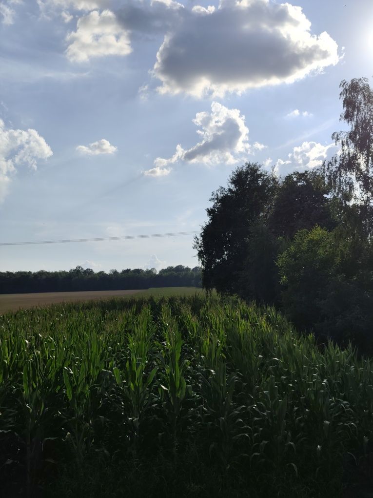 Kukurydza na kiszonkę