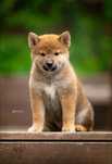 Piękna suczka Shiba
