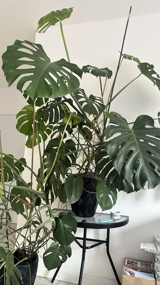 Monstera ogromna w donicy