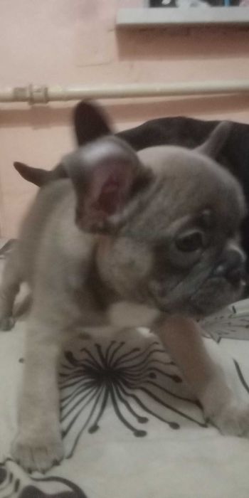 Щенки ФранцузскогО БульдогА