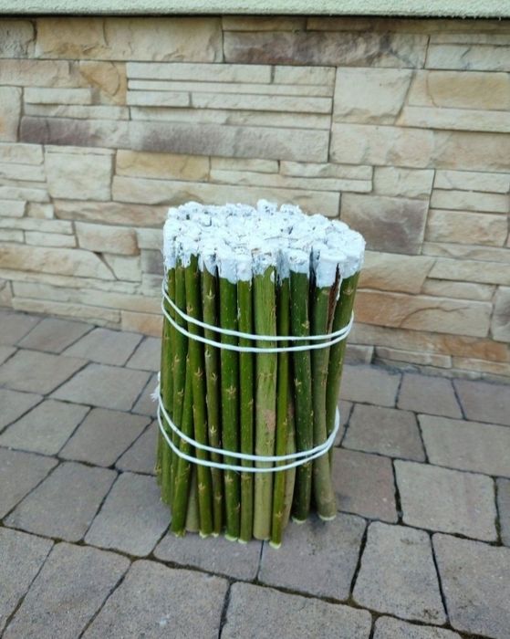 Sadzonki wierzba energetyczna 180 sztuk