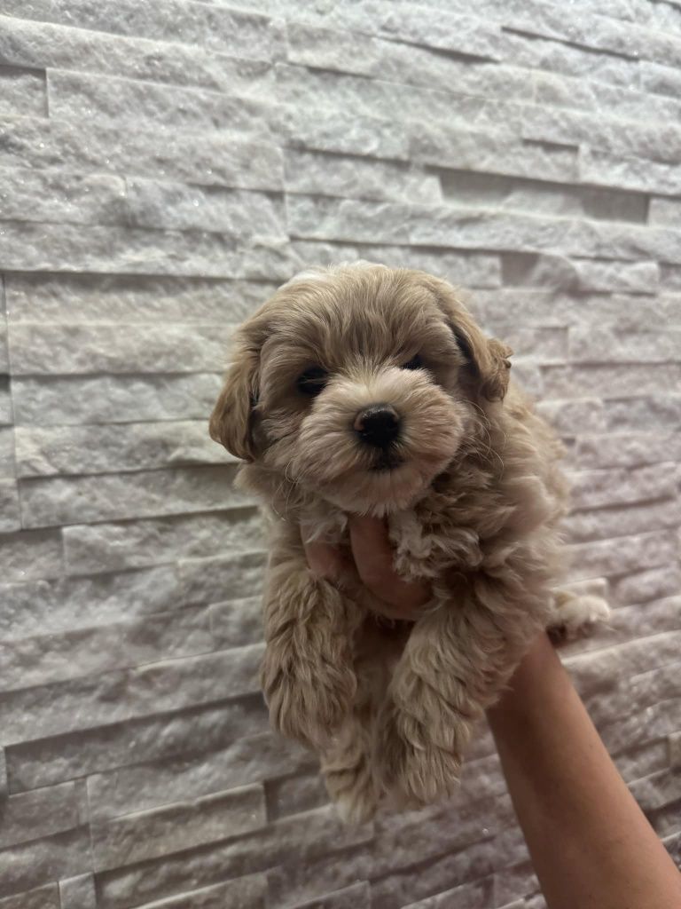 Maltipoo Pudel & Maltanczyk piesek