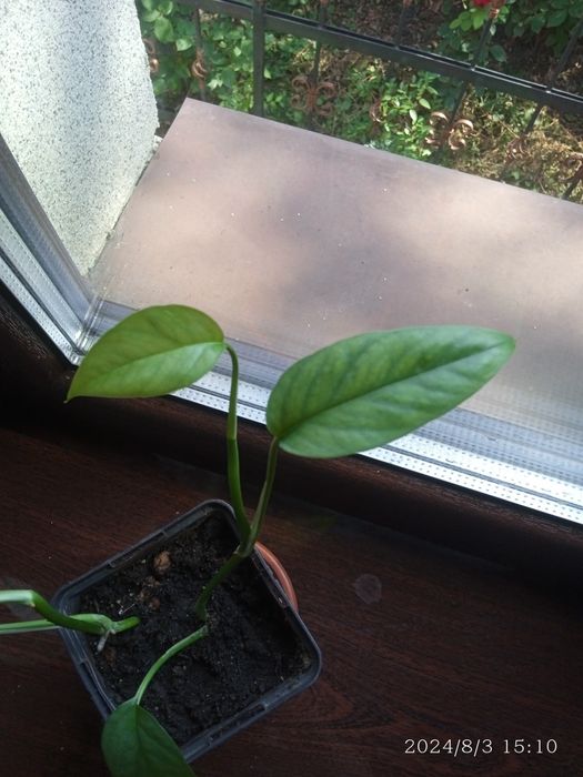 Епіпремнум себу блю