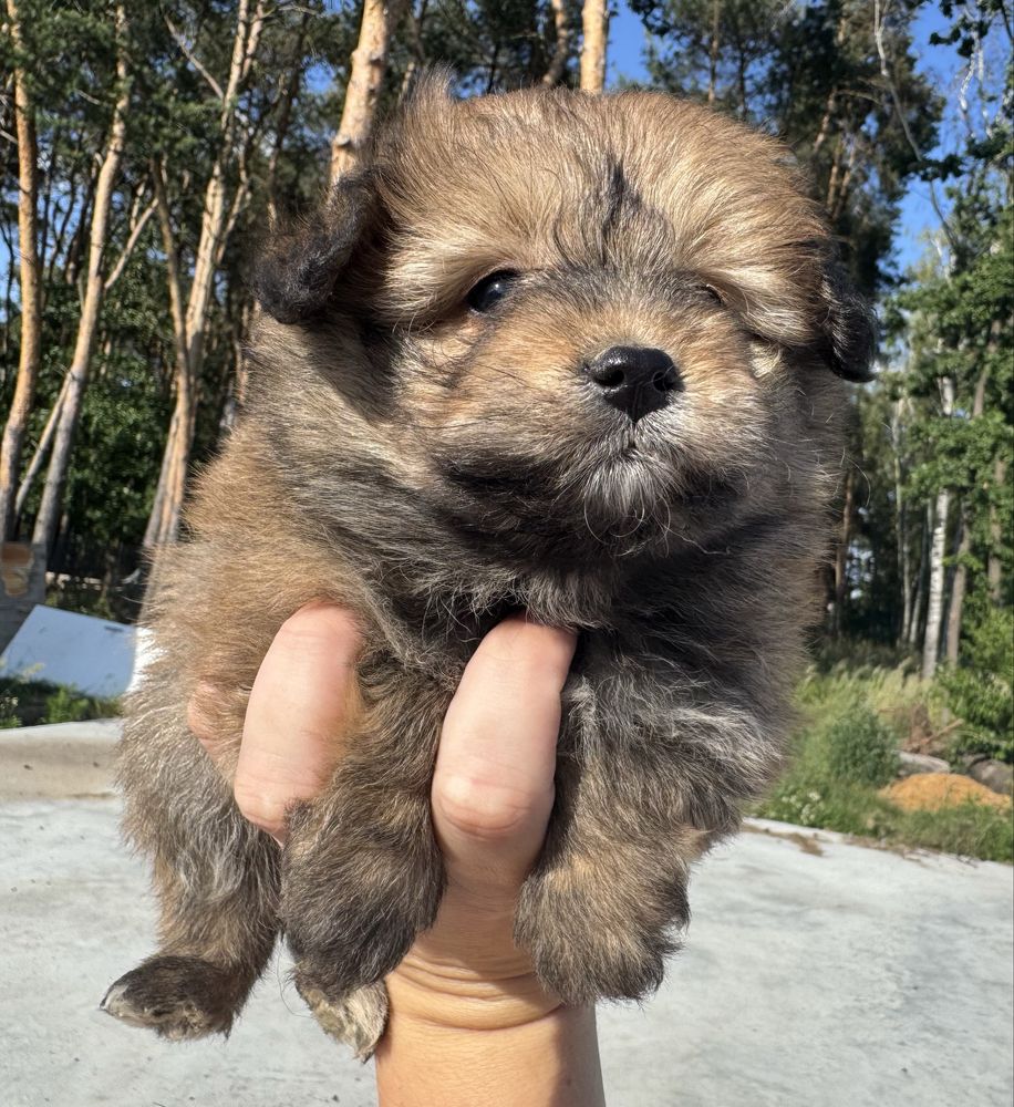 Pomapoo pudel miniaturowy szpic miniaturowy hybryda