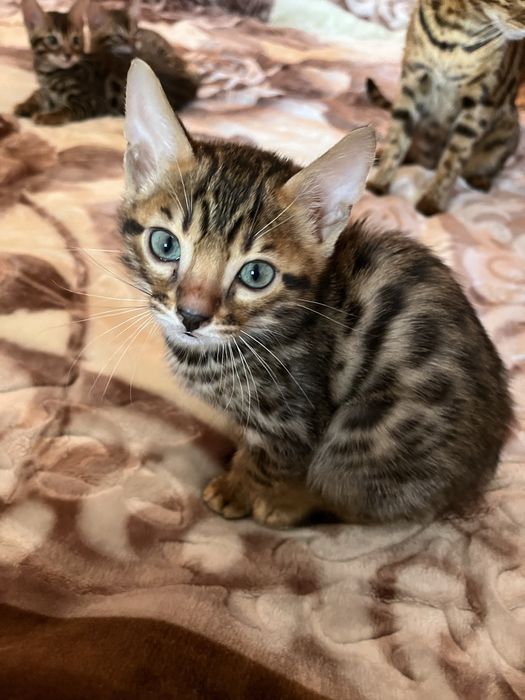 Sprzedam kotka rasy Bengal