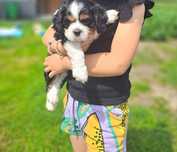 Suczka Cavalier King Charles Spaniel