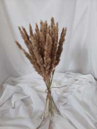 Сухоцвіт декор пампасна трава камиш букет квітів