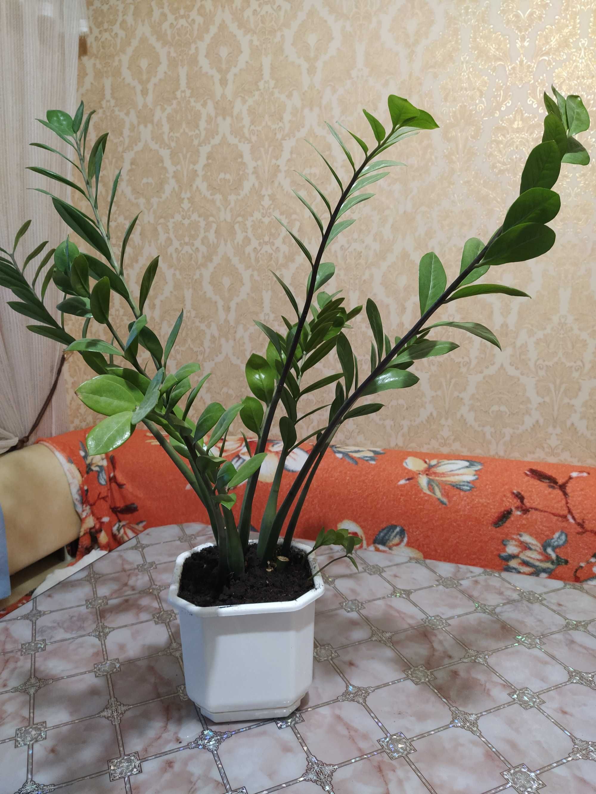 Продам Замиокулькас