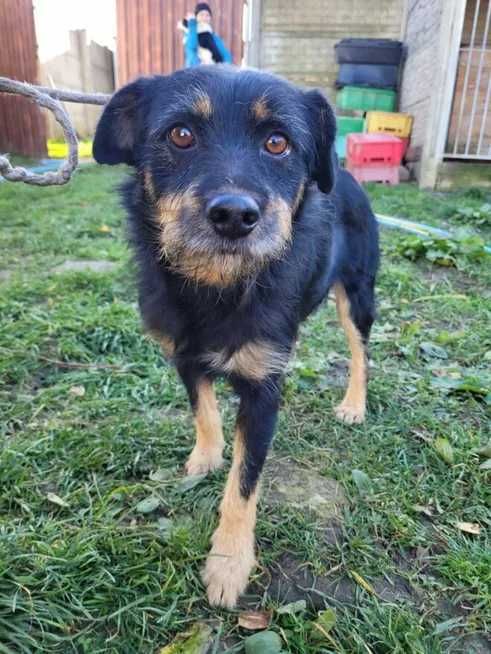 zaginął piesek w Obornikach Śląskich