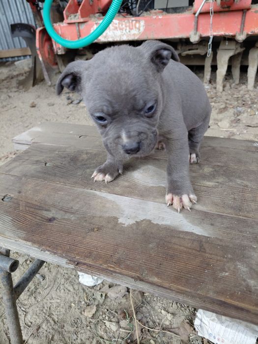 Amstaff szczeniak suczka