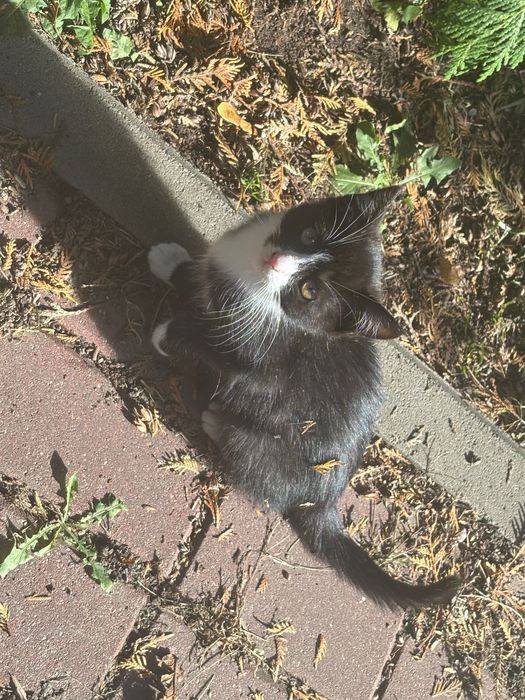 Oddam kotka za darmo